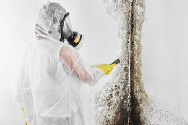 Best Mold Remediation  in Olathe, CO