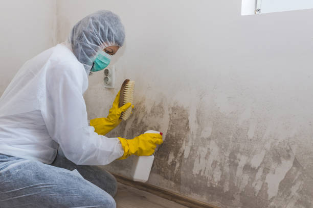 Crawl Space Mold Removal in Olathe, CO