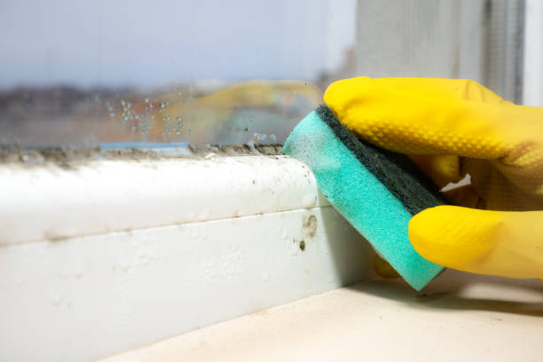Best Professional Mold Removal  in Olathe, CO