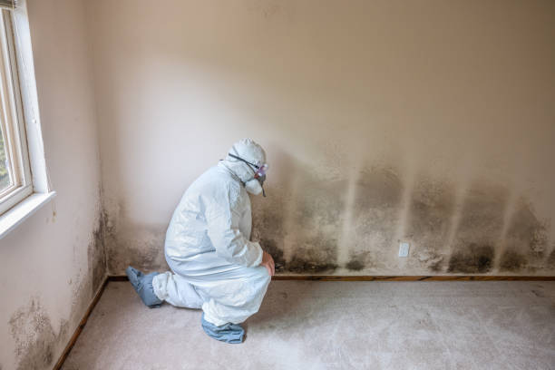 Best Attic Mold Removal  in Olathe, CO