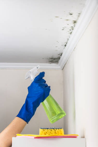 Professional Mold Removal in Olathe, CO
