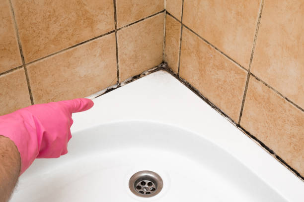 Best Best Mold Removal Companies  in Olathe, CO